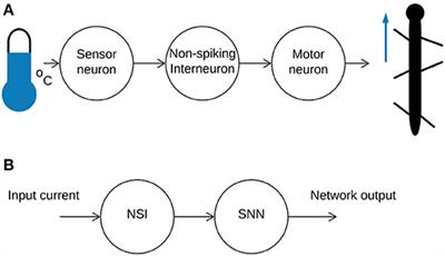 Integrating Non-spiking Interneurons in Spiking Neural Networks